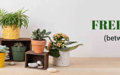 FERNS N PETALS FORGES AHEAD IN SINGAPORE WITH FREE DELIVERY FOR ALL GIFTING NEEDS