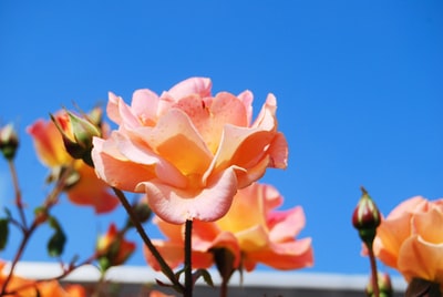 Floral Power: Boost Brand Blossom in Singapore with Proactive PR!