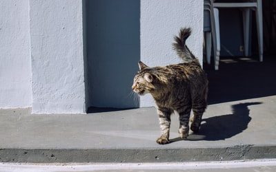Thaipusam Festival Transformed with PR Outreach and Social Media Marketing.