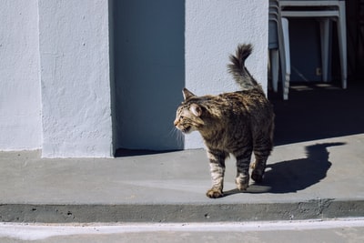 Thaipusam Festival Transformed with PR Outreach and Social Media Marketing.