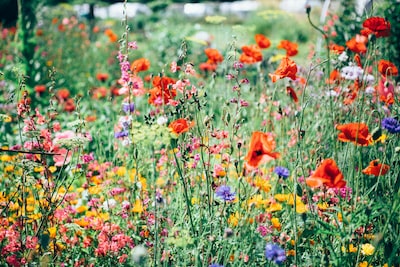 5 Ways to Improve Floral Shop’s Online Reputation in Asia