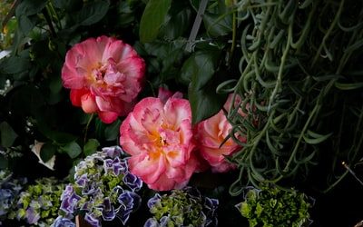 Affordable PR Agency in Singapore Boosts Floral Shop Startups