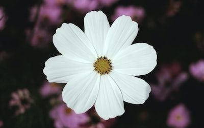 Are Asian PR Agencies Lifeline for Crisis-hit Floral Shops?