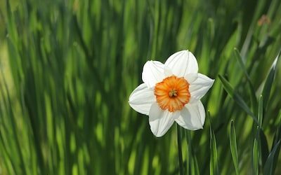 Blooming Through Crisis: Singapores Flourishing Floral Shops and COVID-19 PR Triumph