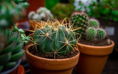 Chingay Parade Unleashes Profit-Boosting PR for Floral Shops.