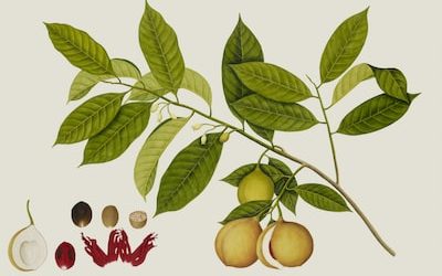 Discover Top Ethical PR Agencies for Restaurants