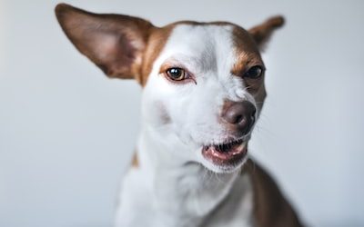 Leveraging Memes and Internet Culture in PR for Health Store Marketing