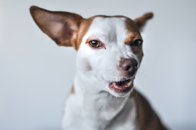 Leveraging Memes and Internet Culture in PR for Health Store Marketing