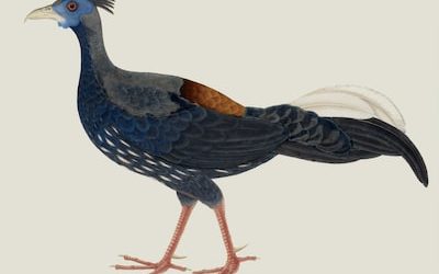 Leveraging PR Potential: Dominating Global Events with Asia’s Premier Agency