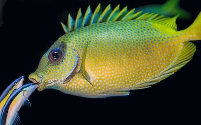 Mastering PR Strategies for Singapore’s Fishmongers with Asia’s Top Agency