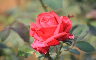 Partnering Premier Floral Shops PR Agency for Media Spotlight Success.