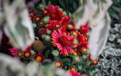 Singapore Floral Shops Flourish with Brilliant PR Strategies