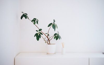 Singapore’s Secret Festivals: Pop Culture Boosted by Toy Store PR