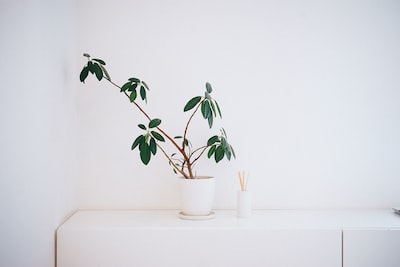 Singapore’s Secret Festivals: Pop Culture Boosted by Toy Store PR