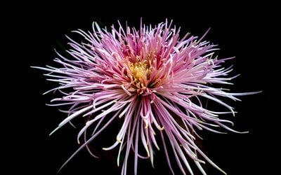 Unveiling PR Success: Golden Lotus Found Amidst COVID-19 in Asia’s Shops