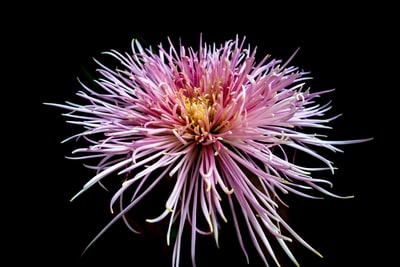 Unveiling PR Success: Golden Lotus Found Amidst COVID-19 in Asia’s Shops